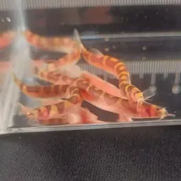 Malayan Loach, photo 11