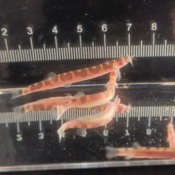 Malayan Loach, photo 12