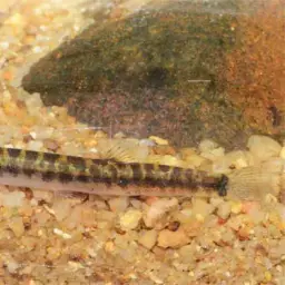 Borneo Loach