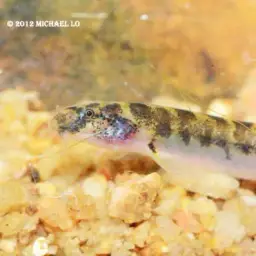 Borneo Loach, photo 2