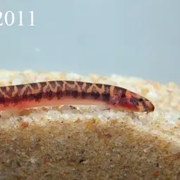 Borneo Loach, photo 3