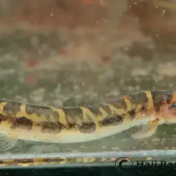 Borneo Loach, photo 4
