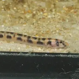 Borneo Loach, photo 6