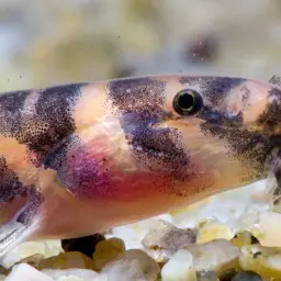 Borneo Loach, photo 7