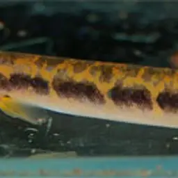 Borneo Loach, photo 8