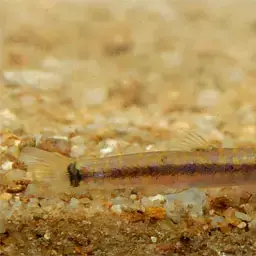 Borneo Loach, photo 9