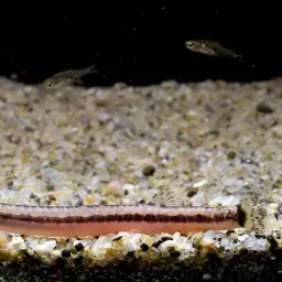 Borneo Loach, photo 10