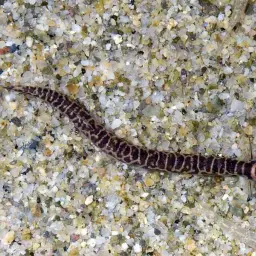 Borneo Loach, photo 11