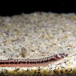 Borneo Loach, photo 12