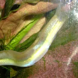 Eel Loach