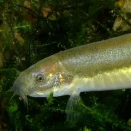 Eel Loach, photo 2