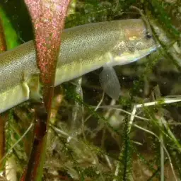 Eel Loach, photo 3