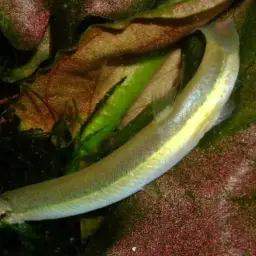 Eel Loach, photo 4