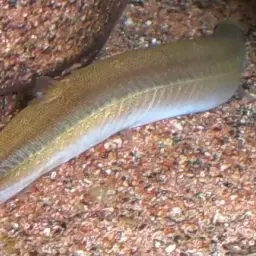 Eel Loach, photo 5