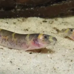 Kuhli Loach, photo 1