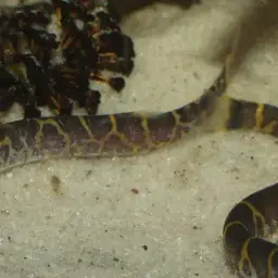 Kuhli Loach, photo 2