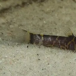 Kuhli Loach, photo 3