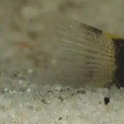 Kuhli Loach, photo 4