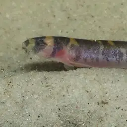Kuhli Loach, photo 5