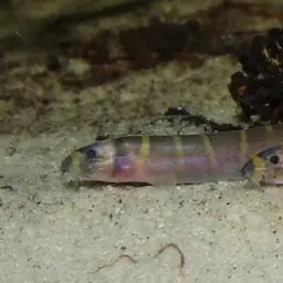 Kuhli Loach, photo 6