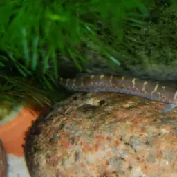 Kuhli Loach, photo 7
