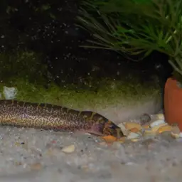 Kuhli Loach, photo 8