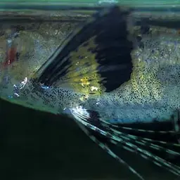African Butterflyfish, photo 3