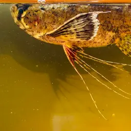 African Butterflyfish, photo 9