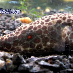 Red Spot Puffer, photo 1