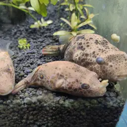 Red Spot Puffer, photo 2