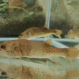 Red Spot Puffer, photo 3