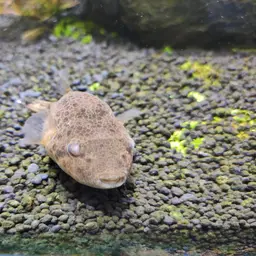 Red Spot Puffer, photo 4