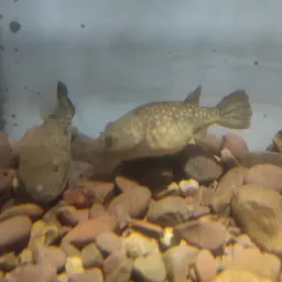 Red Spot Puffer, photo 5