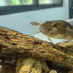 Red Spot Puffer, photo 6
