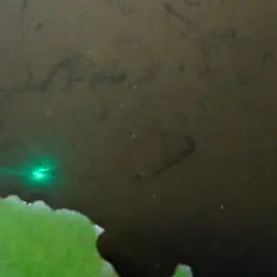 Red Spot Puffer, photo 7