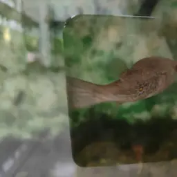 Red Spot Puffer, photo 8