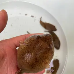 Red Spot Puffer, photo 9