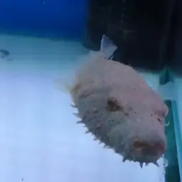 Hairy Puffer, photo 2