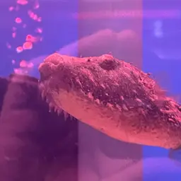 Hairy Puffer, photo 3