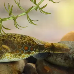 Cambodian Puffer, photo 1