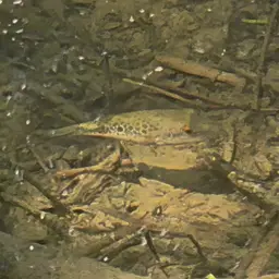 Cambodian Puffer, photo 3