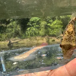 Cambodian Puffer, photo 5