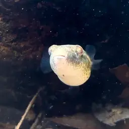 Cambodian Puffer, photo 7