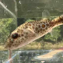 Cambodian Puffer, photo 4