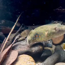 Cambodian Puffer, photo 6