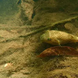 Cambodian Puffer, photo 8
