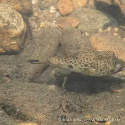 Cambodian Puffer, photo 9