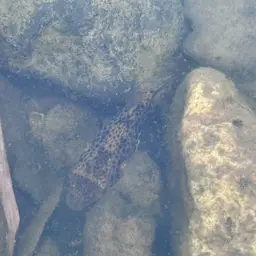 Cambodian Puffer, photo 10