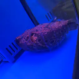 Humpback Puffer, photo 3