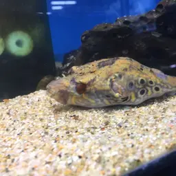 Humpback Puffer, photo 8